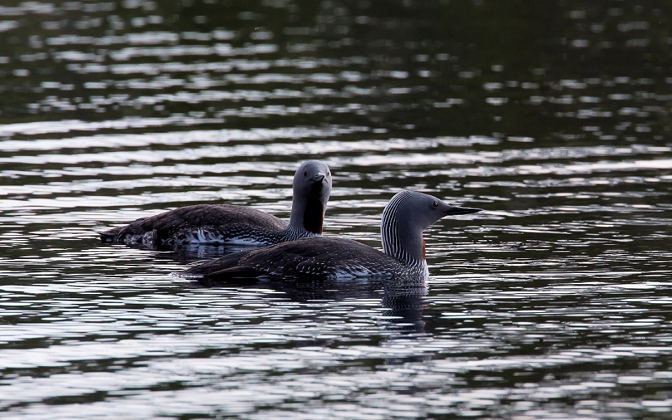 Smålom, Red-throated diver, Gavia stellata