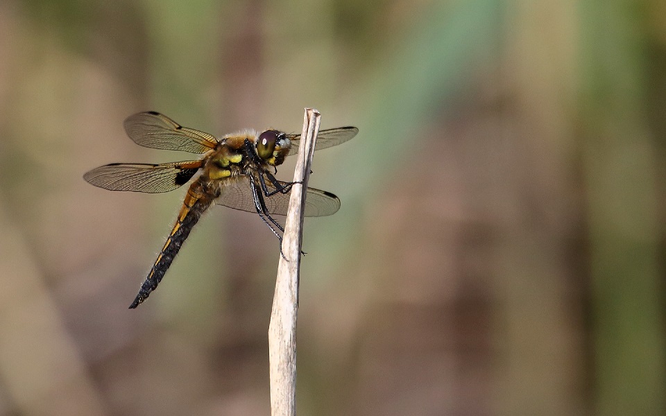 Fyrfläckig trollslända, Four-spotted Chaser, Libellula quadrimaculata