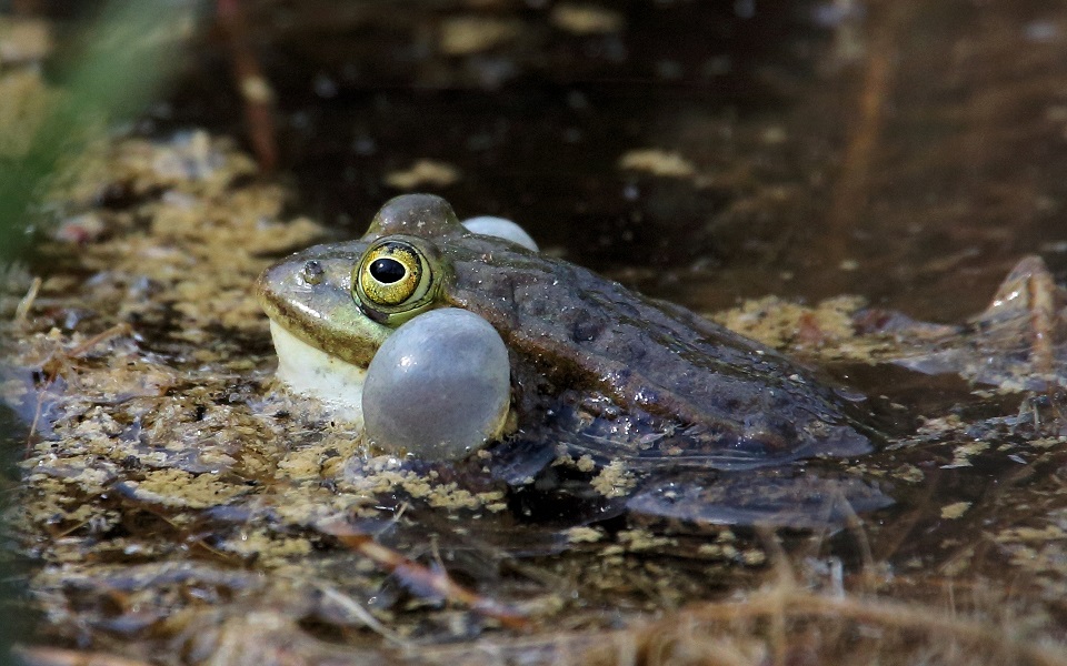 Gölgroda, Pool frog, Pelophylax lessonae