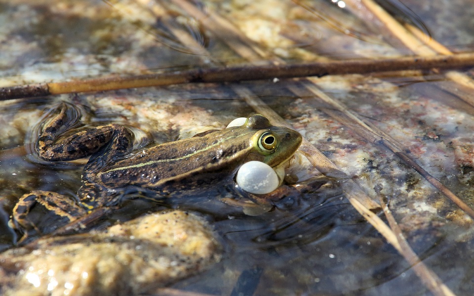 Gölgroda, Pool frog, Pelophylax lessonae