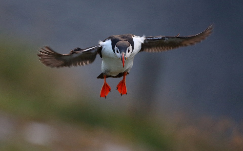 Lunnefågel, Puffin, Fratercula arctica