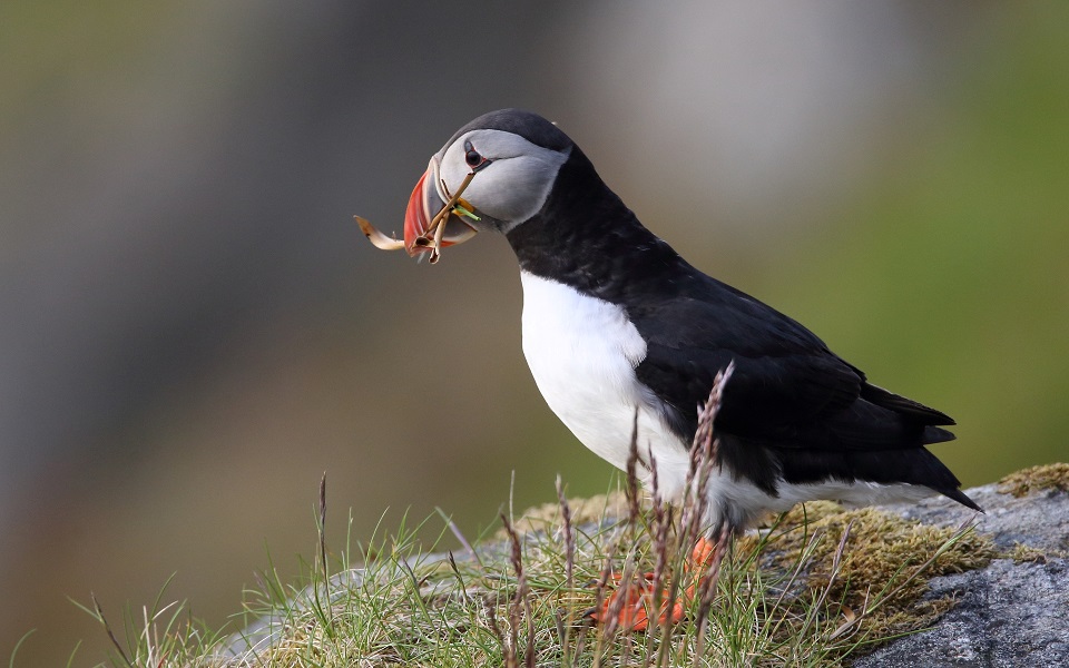 Lunnefågel, Puffin, Fratercula arctica