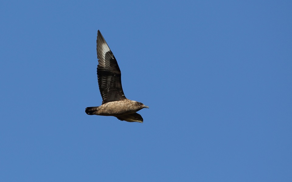 Storlabb, Great Skua, Stercorarius skua