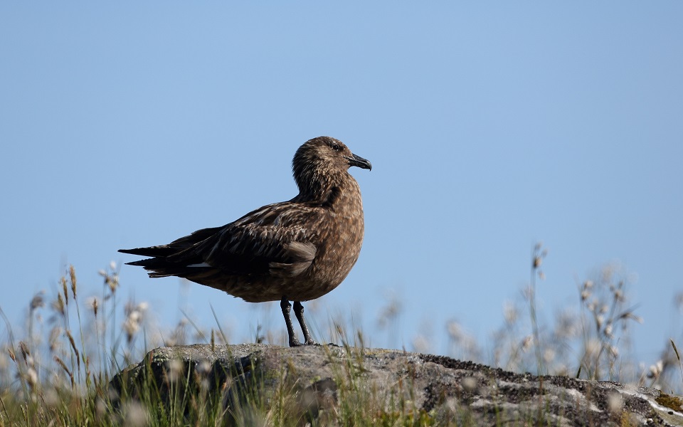 Storlabb, Great Skua, Stercorarius skua