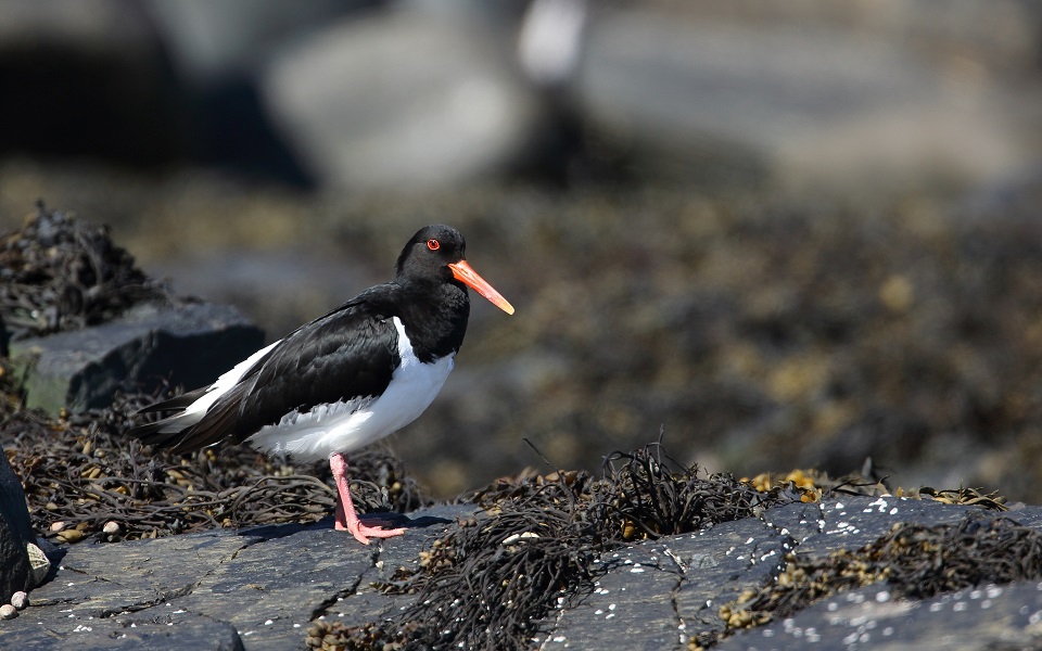 Strandskata, Eurasian oystercatcher, Haematopus ostralegus