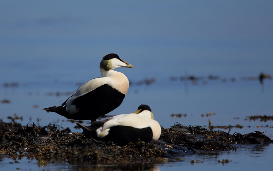 Ejder, Common Eider, Somateria mollissima