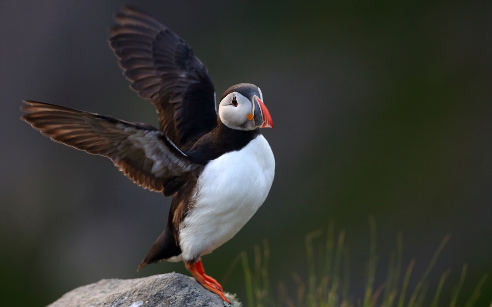 Lunnefågel, Puffin, Fratercula arctica