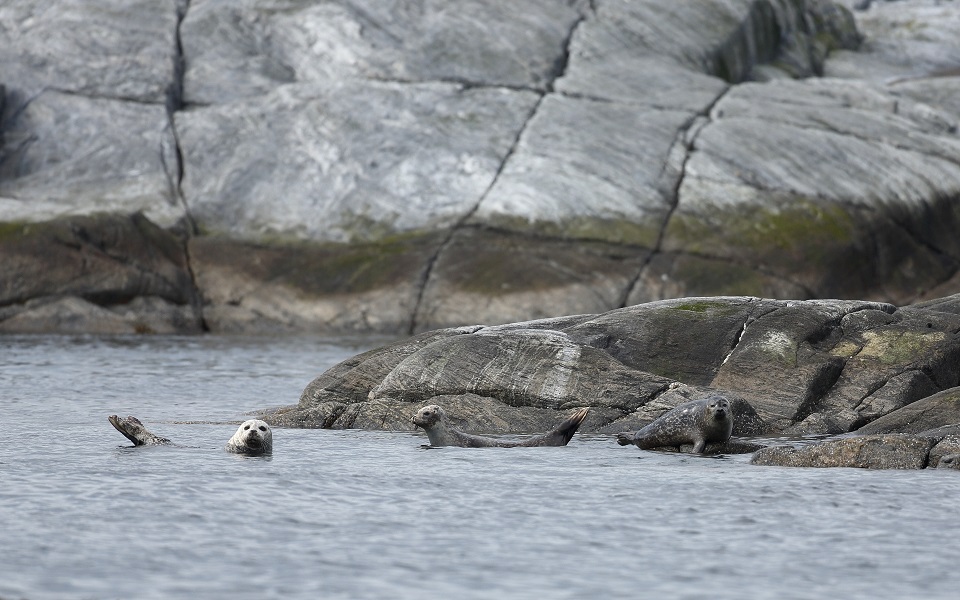 Gråsäl, Grey seal, Halichoerus grypus