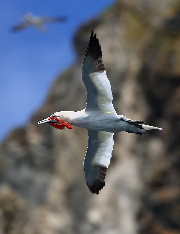 Havssula, Northern gannet, Morus bassanus