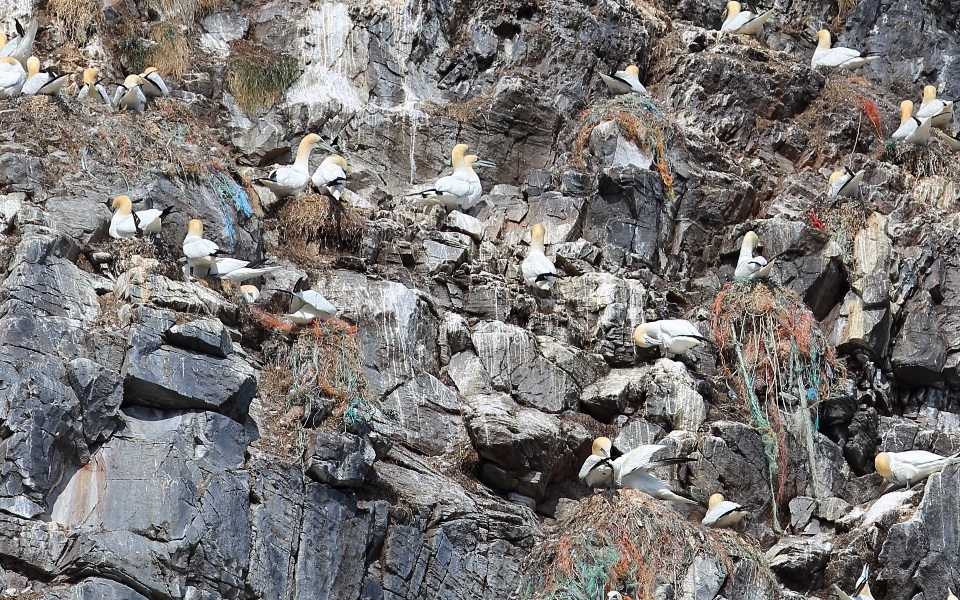 Havssula, Northern gannet, Morus bassanus