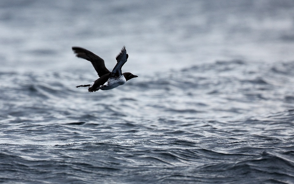 Sillgrissla, Common murre, Uria aalge