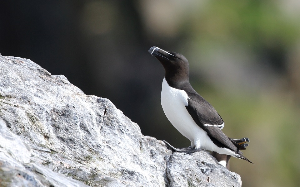 Tordmule, Razorbill, Alca torda