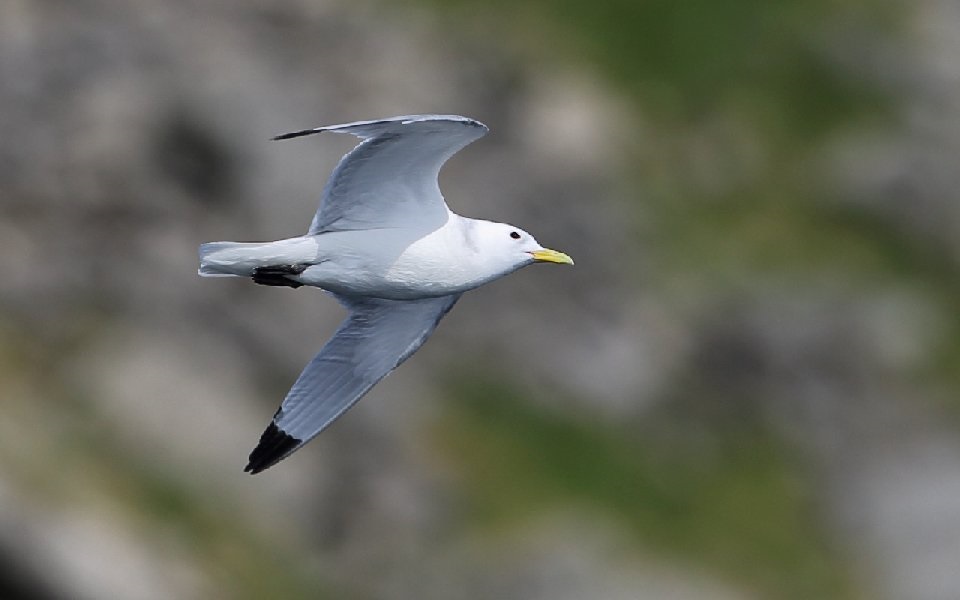 Tretåig mås, Black-legged kittiwake, Rissa tridactyla