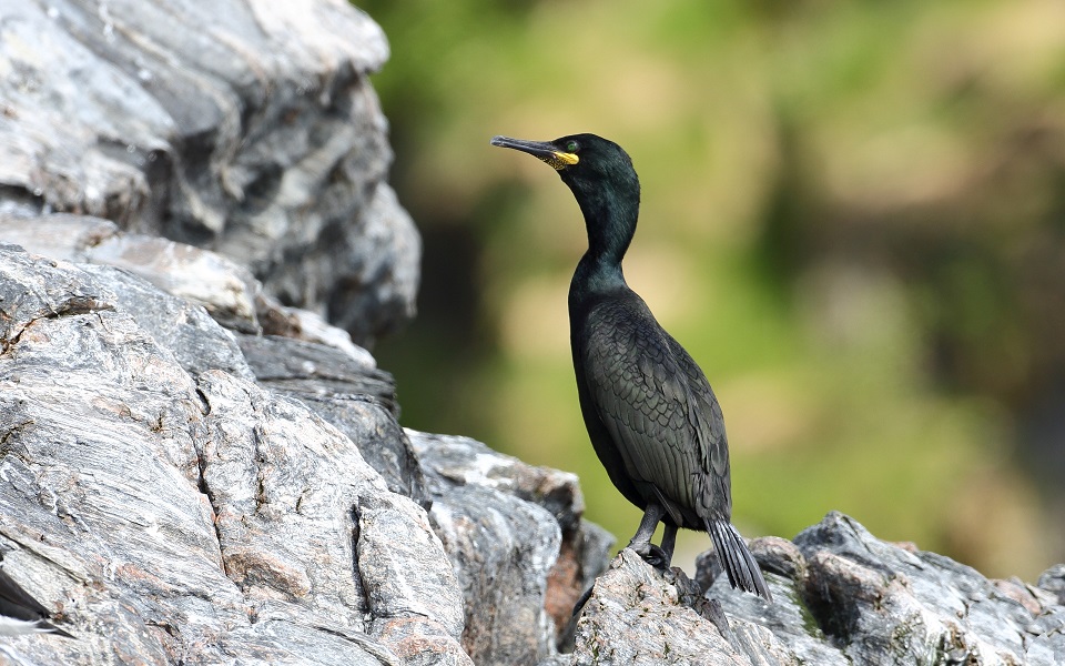 Toppskarv, European shag, Phalacrocorax aristotelis