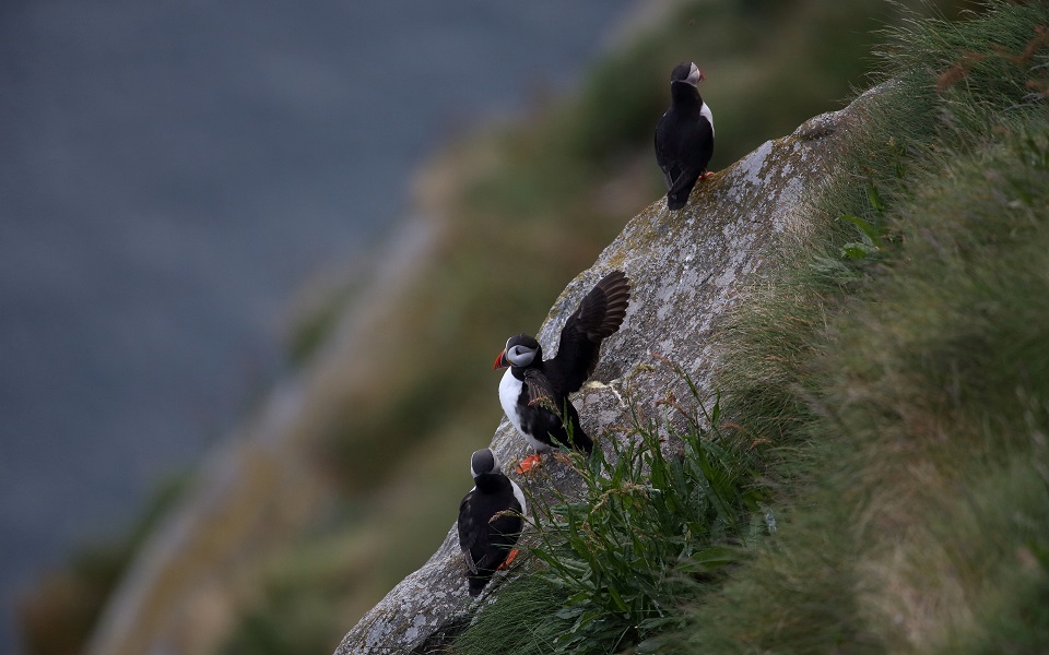 Lunnefågel, Puffin, Fratercula arctica