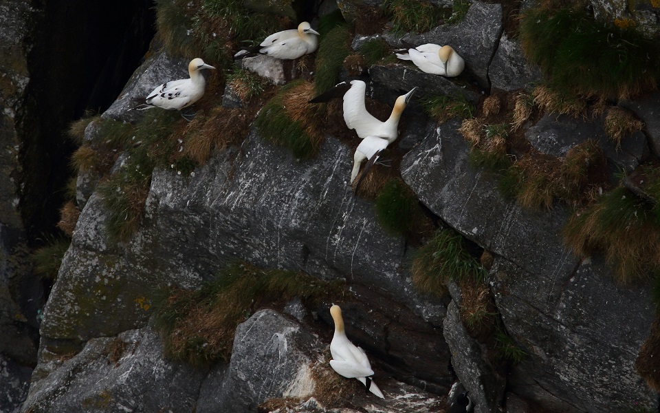 Havssula, Northern gannet, Morus bassanus