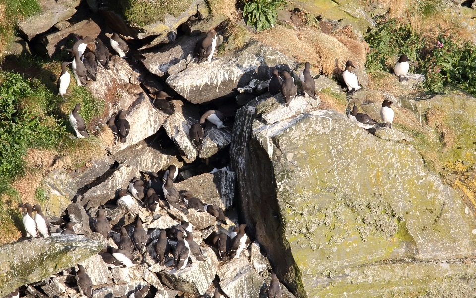 Sillgrissla, Common murre, Uria aalge