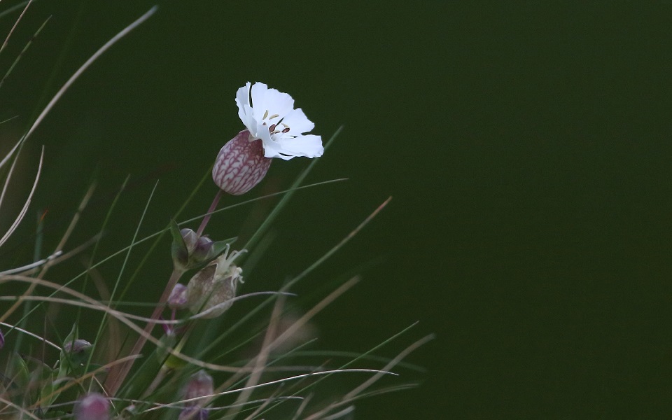 Strandglim, Sea campion, Silene uniflora