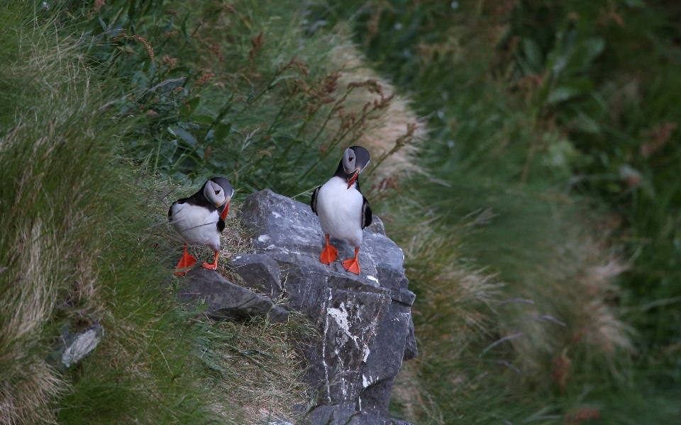 Lunnefågel, Puffin, Fratercula arctica