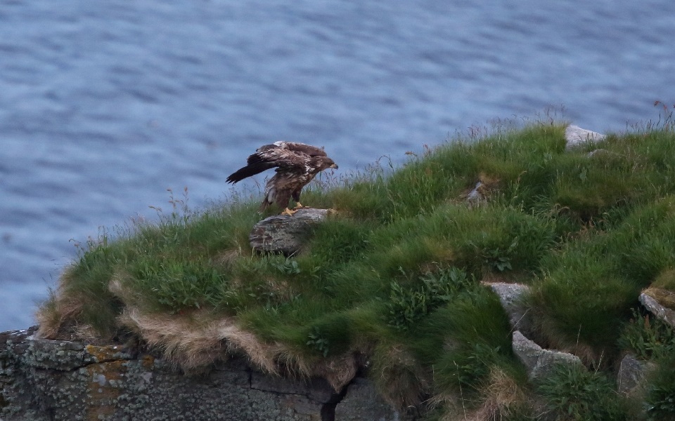 Havsörn, White-tailed Eagle, Haliaeetus albicilla