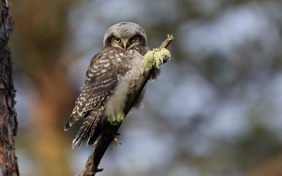 Hökuggla, Northern Hawk Owl, Surnia ulula