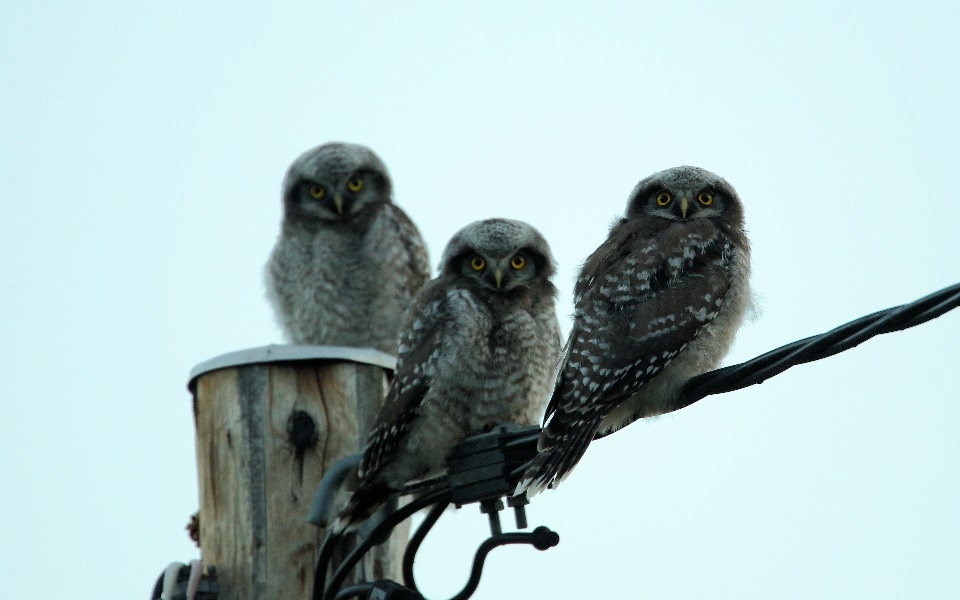 Hökuggla, Northern Hawk Owl, Surnia ulula