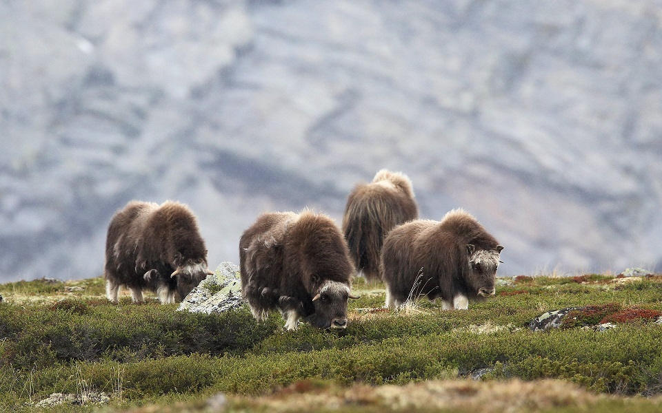 Myskoxe, Muskox, Ovibos moschatus