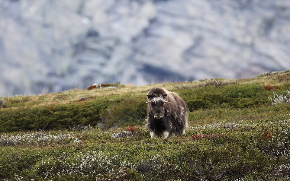 Myskoxe, Muskox, Ovibos moschatus