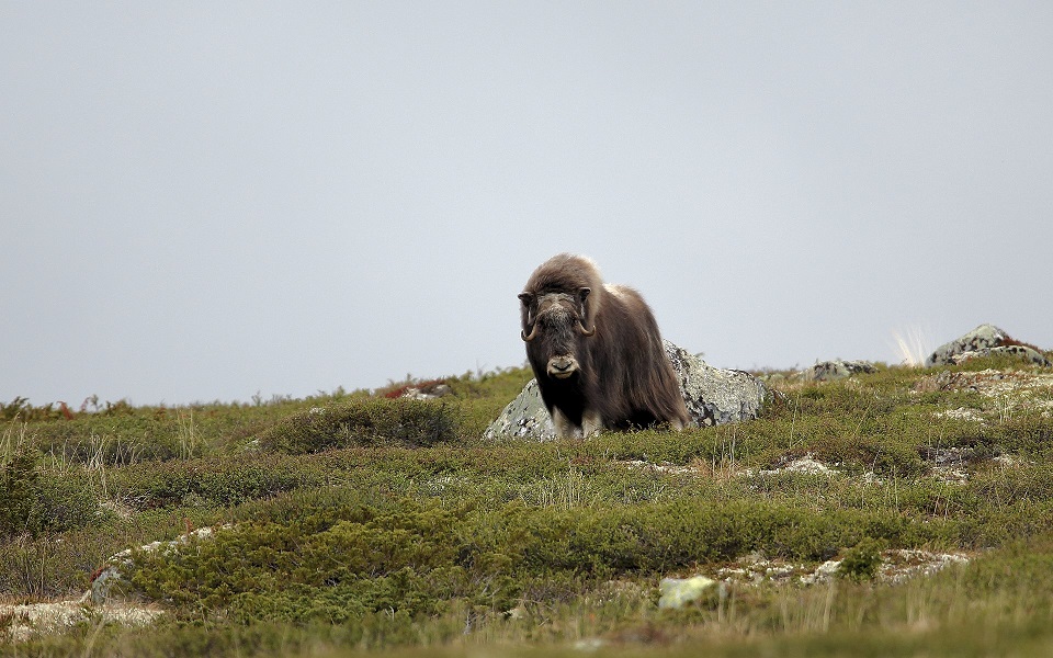 Myskoxe, Muskox, Ovibos moschatus