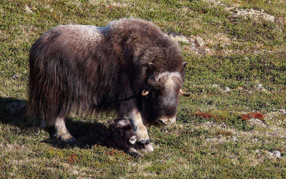 Myskoxe, Muskox, Ovibos moschatus