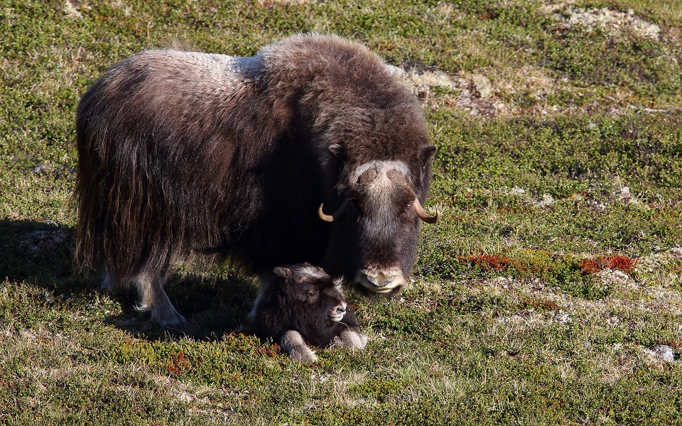 Myskoxe, Muskox, Ovibos moschatus