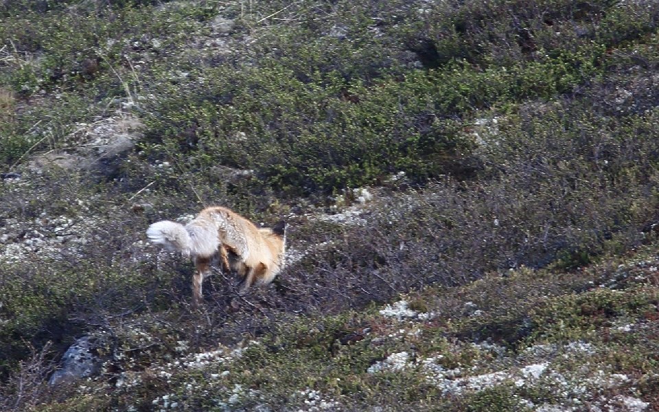 Räv, Fox, Vulpes vulpes