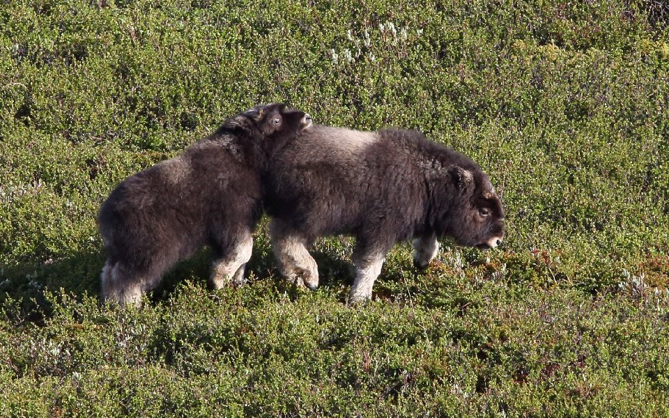 Myskoxe, Muskox, Ovibos moschatus