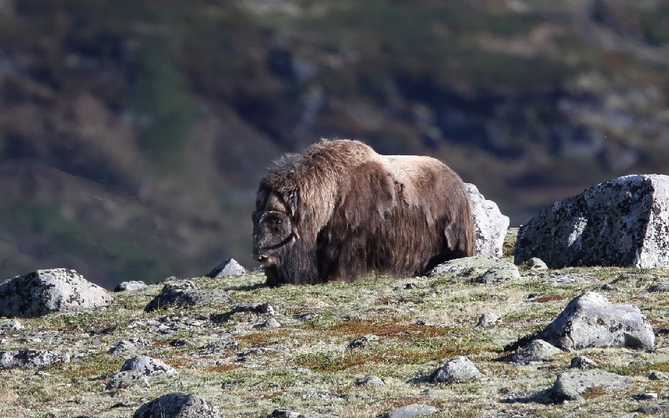 Myskoxe, Muskox, Ovibos moschatus