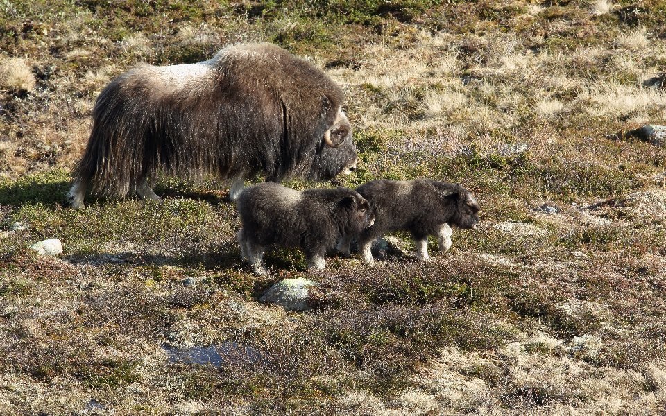 Myskoxe, Muskox, Ovibos moschatus