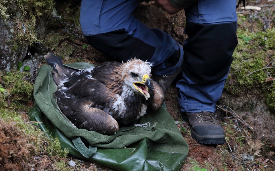 Kungsörn, Golden Eagle, Aquila chrysaetos