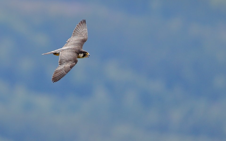 Pilgrimsfalk, Peregrine Falcon, Falco peregrinus