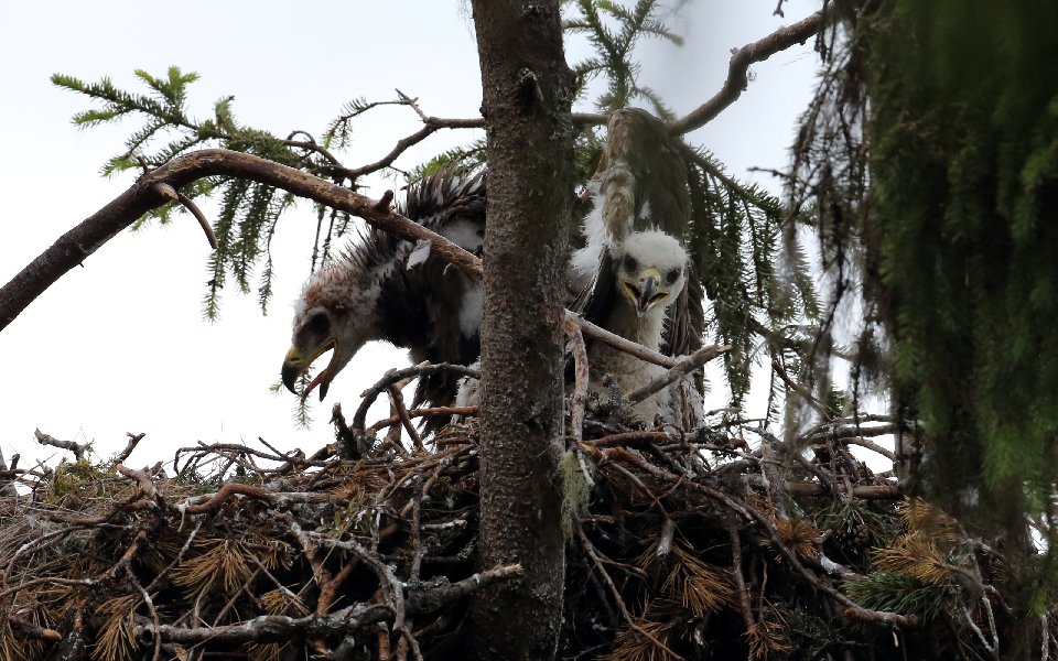 Trångt bland stora syskon