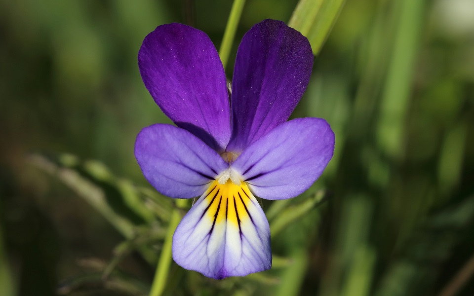 Styvmorsviol, Heartsease, Viola tricolor