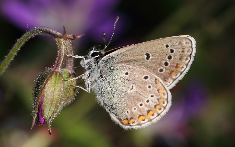 Silverblåvinge, Amanda's Blue, Polyommatus amandus