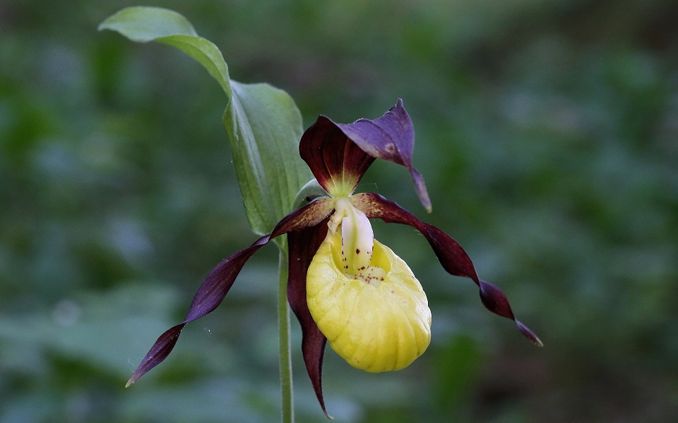 Guckusko, Lady's slipper orchid, Cypripedium calceolus