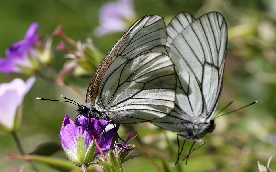 Hagtornsfjäril, Black-veined White, Aporia crataegi