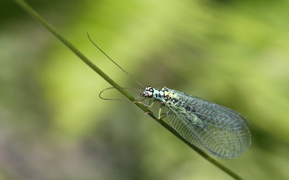 Guldögonslända, Green Lacewing, Chrysopa perlaItem