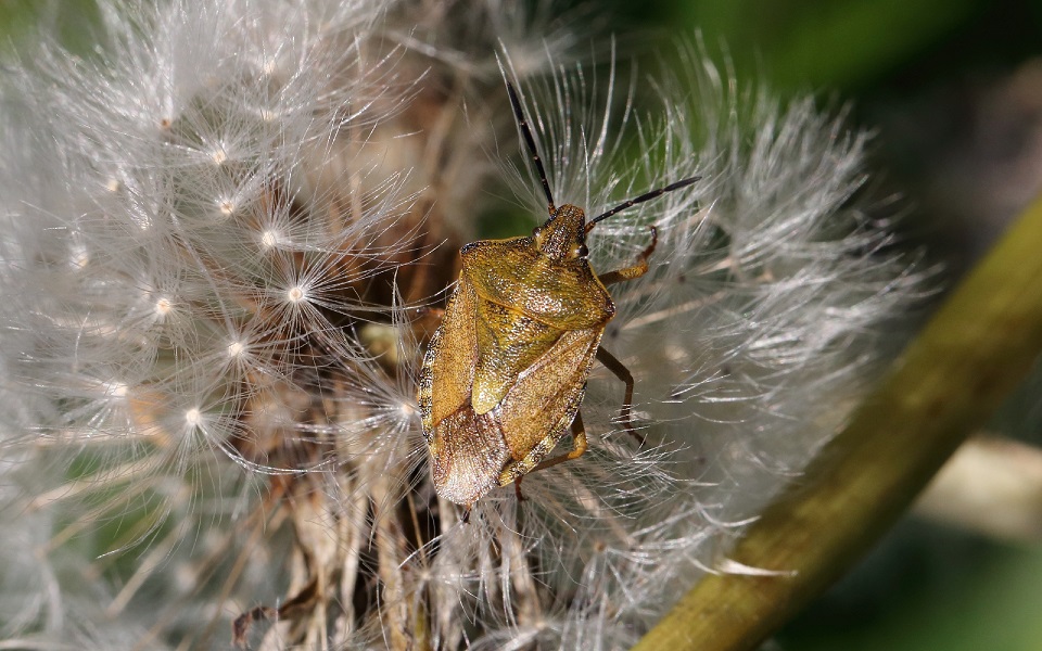 Purpurskinnbagge, Carpocoris purpureipennis