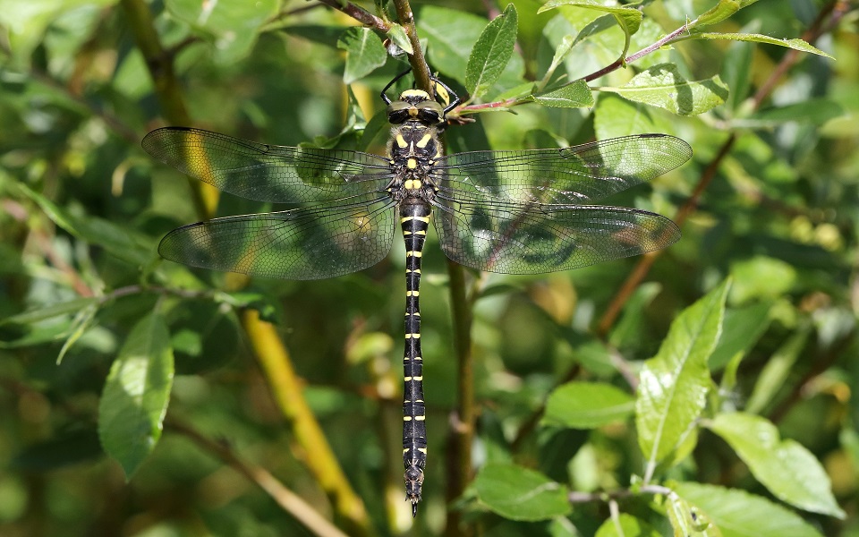 Kungstrollslända, Golden-ringed Dragonfly, Cordulegaster boltonii