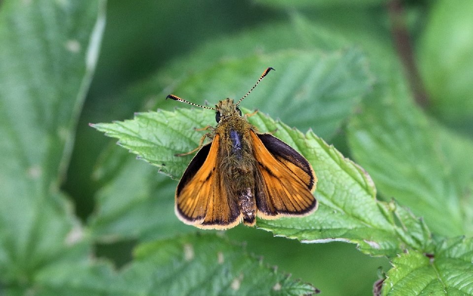 Ängssmygare, Large skipper, Ochlodes sylvanus