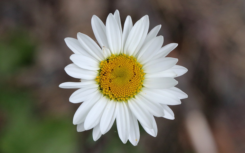 Prästkrage, Ox-eye daisy, Leucanthemum vulgare