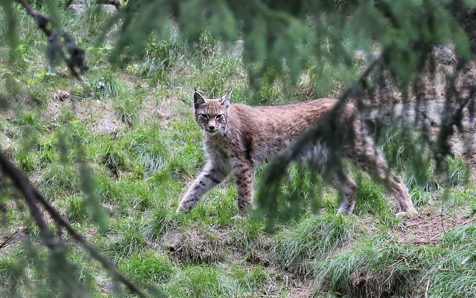 Ståtligt kattdjur