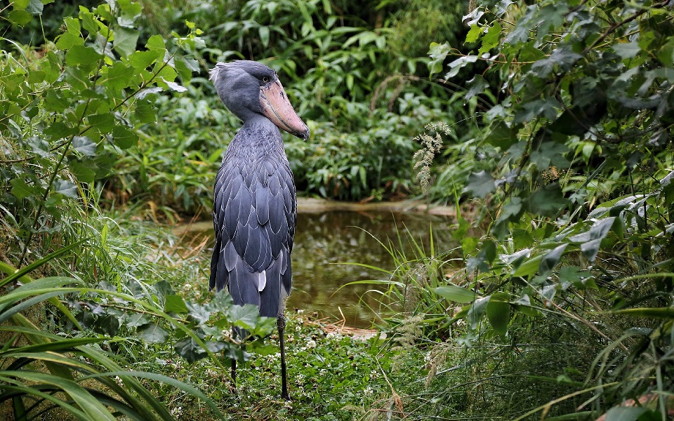 Träskonäbb, Shoebill, Balaeniceps rex