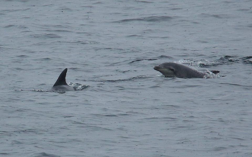 Flasknosdelfin, Common bottlenose dolphin, Tursiops truncatus